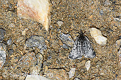 Orenaia lugubralis (Zünsler) (08.2021, F191578)