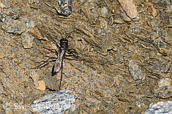 Podalonia alpina (Grabwespe) (F191588) Podalonia alpina (Grabwespe) (F191588)