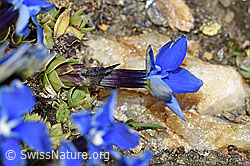 Foto: Schleichers Enzian (Gentiana schleicheri)