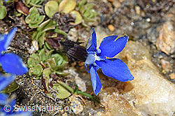 Schleichers Enzian (Gentiana schleicheri) (08.2021, F191611)