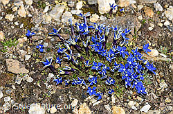 Foto: Schleichers Enzian (Gentiana schleicheri)