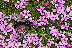 Alpen-Widderchen (Zygaena exulans) auf Kalk-Polsternelke (Silene acaulis) (08.2021, F192002)