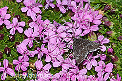 Orenaia lugubralis (Zünsler) auf Kalk-Polsternelke (Silene acaulis) (08.2021, F192004) Orenaia lugubralis (Zünsler) auf Kalk-Polsternelke (Silene acaulis) (08.2021, F192004)