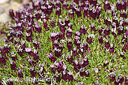 Kalk-Polsternelke (Silene acaulis) (F192021)