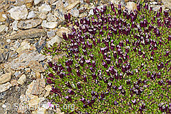 Kalk-Polsternelke (Silene acaulis) (F192022)