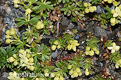 Schweizer Labkraut (Galium megalospermum) (F194515) Schweizer Labkraut (Galium megalospermum) (F194515)