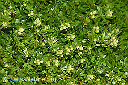 Schweizer Labkraut (Galium megalospermum) (F194517) Schweizer Labkraut (Galium megalospermum) (F194517)