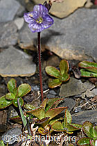 Blattloser Ehrenpreis (Veronica aphylla) (F194528) Blattloser Ehrenpreis (Veronica aphylla) (F194528)