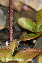 Blattloser Ehrenpreis (Veronica aphylla) (F194529) Blattloser Ehrenpreis (Veronica aphylla) (F194529)