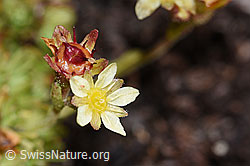 Foto: Moschus-Steinbrech (Saxifraga exarata ssp. moschata)