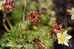 Foto: Moschus-Steinbrech (Saxifraga exarata ssp. moschata)