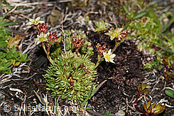 Foto: Moschus-Steinbrech (Saxifraga exarata ssp. moschata)