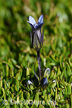 Foto: Zarter Enzian (Gentiana tenella)