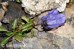 Niedliche Glockenblume (Campanula cochleariifolia) (F194575) Niedliche Glockenblume (Campanula cochleariifolia) (F194575)