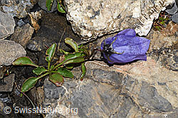 Niedliche Glockenblume (Campanula cochleariifolia) (F194579) Niedliche Glockenblume (Campanula cochleariifolia) (F194579)