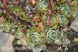 F194585: Trauben-Steinbrech (Saxifraga paniculata)