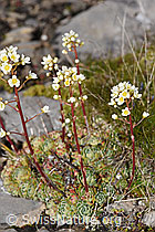 F194588: Trauben-Steinbrech (Saxifraga paniculata)