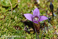 Foto: Feld-Enzian (Gentiana campestris)