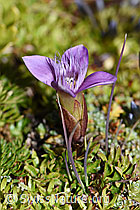 Foto: Feld-Enzian (Gentiana campestris)