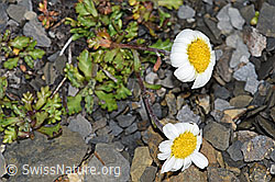 Gewöhnliche Alpenmargerite (Leucanthemopsis alpina) (F194631) Gewöhnliche Alpenmargerite (Leucanthemopsis alpina) (F194631)