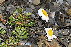 Gewöhnliche Alpenmargerite (Leucanthemopsis alpina) (F194634) Gewöhnliche Alpenmargerite (Leucanthemopsis alpina) (F194634)