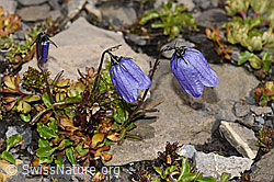 Niedliche Glockenblume (Campanula cochleariifolia) (F194867) Niedliche Glockenblume (Campanula cochleariifolia) (F194867)