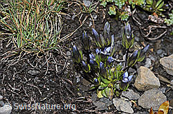 Foto: Zarter Enzian (Gentiana tenella)
