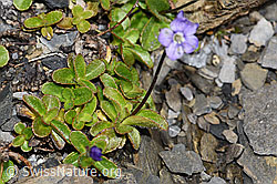 Blattloser Ehrenpreis (Veronica aphylla) (F194892) Blattloser Ehrenpreis (Veronica aphylla) (F194892)