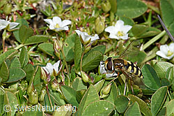 Mondfleck-Feldschwebfliege (Eupeodes luniger) an Frühlings-Miere (Minuartia verna) (F194901) Mondfleck-Feldschwebfliege (Eupeodes luniger) an Frühlings-Miere (Minuartia verna) (F194901)