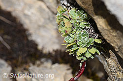 F195245: Trauben-Steinbrech (Saxifraga paniculata)