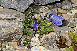 Niedliche Glockenblume (Campanula cochleariifolia) (F195249) Niedliche Glockenblume (Campanula cochleariifolia) (F195249)