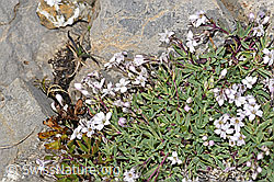 Kriechendes Gipskraut (Gypsophila repens) (F195254) Kriechendes Gipskraut (Gypsophila repens) (F195254)