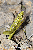 Foto: Echte Mondraute (Botrychium lunaria)