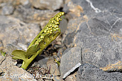 Foto: Echte Mondraute (Botrychium lunaria)