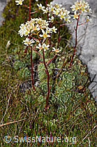 F195266: Trauben-Steinbrech (Saxifraga paniculata)