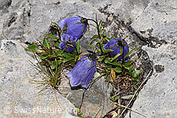 Niedliche Glockenblume (Campanula cochleariifolia) (F195268) Niedliche Glockenblume (Campanula cochleariifolia) (F195268)