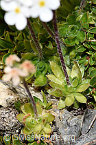 Foto: Bewimperter Mannsschild (Androsace chamaejasme)