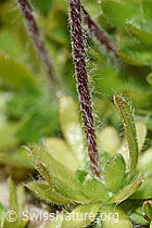 Foto: Bewimperter Mannsschild (Androsace chamaejasme)