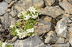 Schweizer Labkraut (Galium megalospermum) (F195329) Schweizer Labkraut (Galium megalospermum) (F195329)