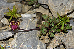 Foto: Gletscher-Hahnenfuss (Ranunculus glacialis)