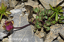 Foto: Gletscher-Hahnenfuss (Ranunculus glacialis)