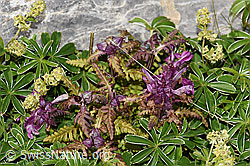 Quirlblättriges Läusekraut (Pedicularis verticillata) (F195357) Quirlblättriges Läusekraut (Pedicularis verticillata) (F195357)