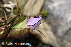 Foto: Feld-Enzian (Gentiana campestris)