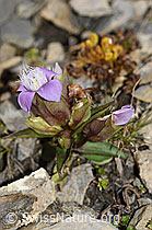 Feld-Enzian (Gentiana campestris) (F195361) Feld-Enzian (Gentiana campestris) (F195361)