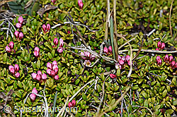 F210033: Alpenazalee (Loiseleuria procumbens)