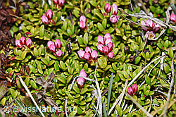F210035: Alpenazalee (Loiseleuria procumbens)