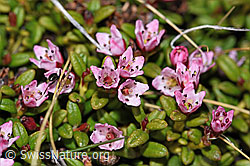 F210058: Alpenazalee (Loiseleuria procumbens)
