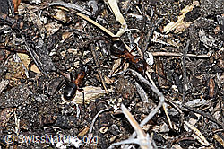 F210092: Grosse Kerbameise (Formica exsecta)