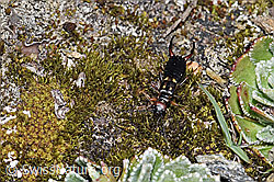 Foto: Zweipunkt-Ohrwurm (Anechura bipunctata)