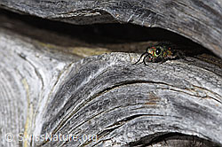 Foto: Chrysura hirsuta (Goldwespe)